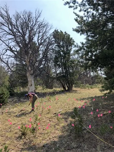 американские_леса_9/27/21_image_3