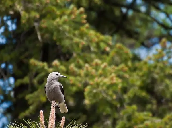 американские_леса_9/27/21_image_4