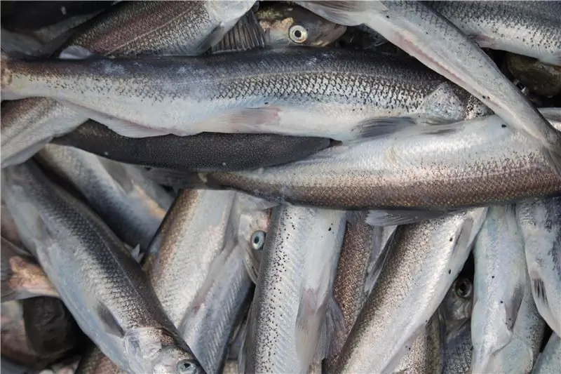 Эвлахон в Сьюарде, Аляска