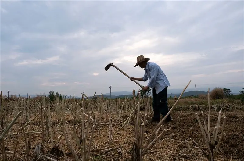 Фермер выкапывает корни рапса после сбора урожая на участке недалеко от древнего города Чжаохуа, Сышуань, Китай. Изображение через Shutterstock/B. Zhou.