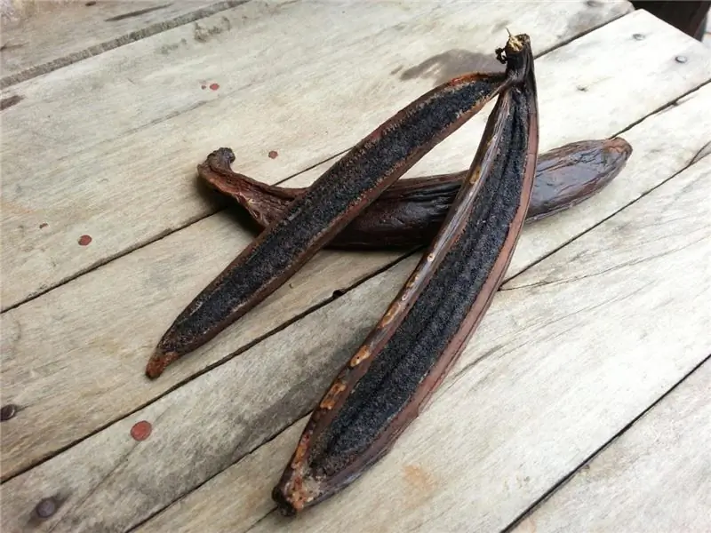 стручки дикой ванили в Бразилии