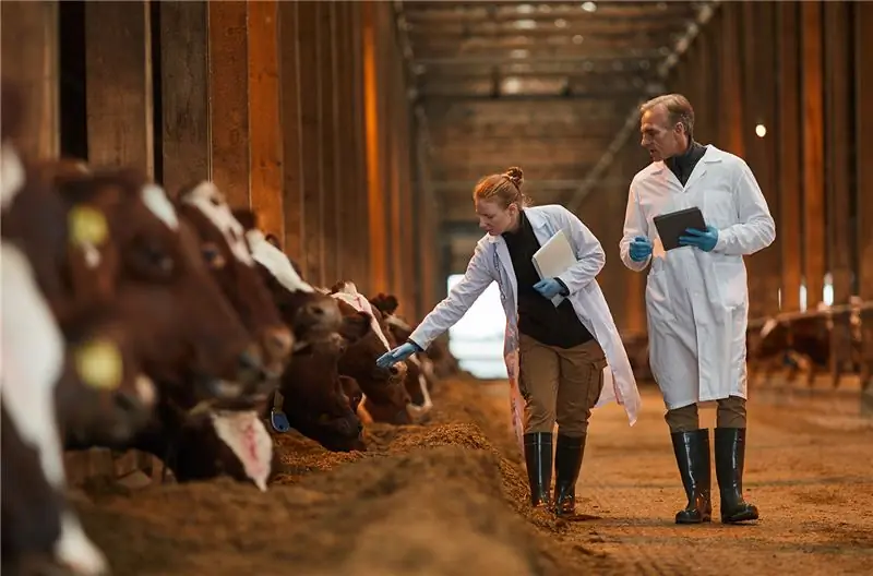 два ветеринара идут к камере, осматривая коров на молочной ферме