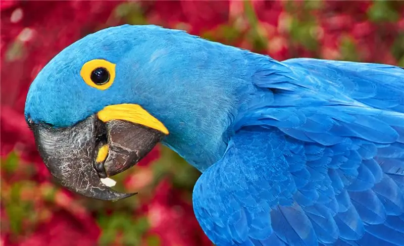 Мы определили лучший способ борьбы с утратой биоразнообразия