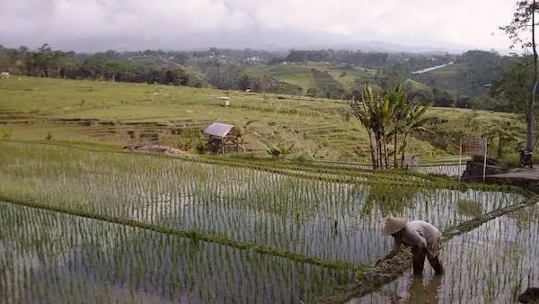 Фермер собирает урожай на рисовом поле.