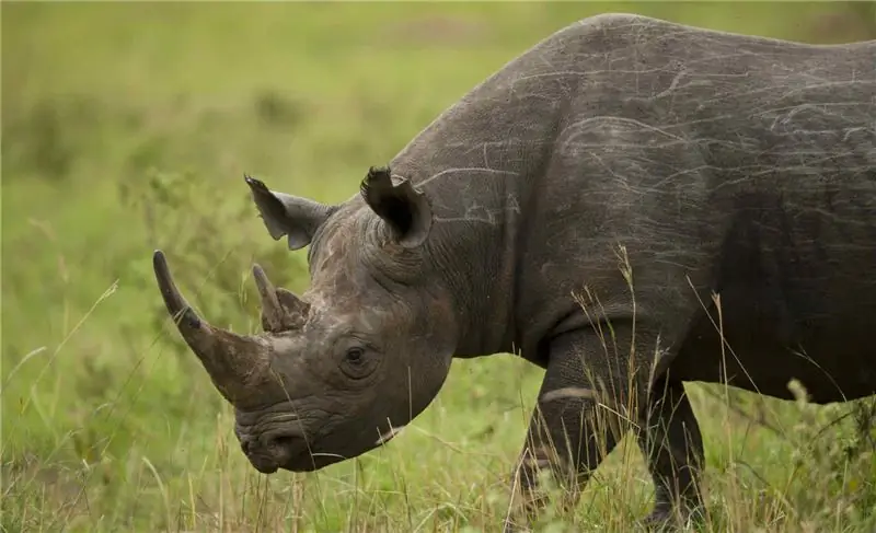 Черный носорог в национальном парке Масаи Мара в Кении