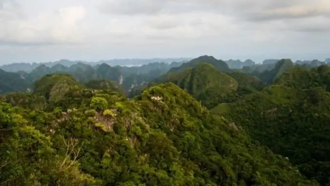 Техник подскажет, сколько тропического леса в этой плитке шоколада