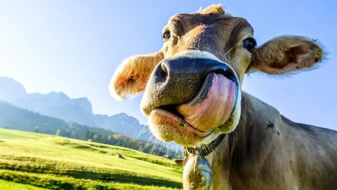 Бургеры с грибами и говядиной от Sodexo, Sonic сокращают количество калорий и вредных выбросов