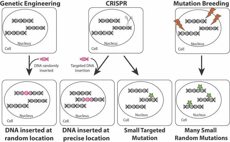 CRISPR против ДНК