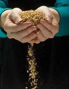 руки держат семена