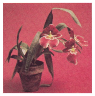 Мильтония Орхидея