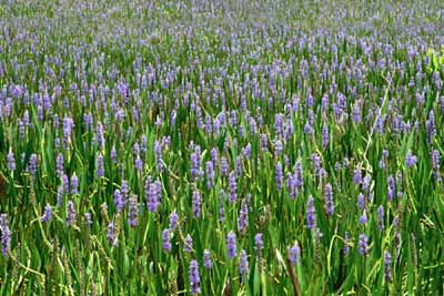 Pickerel Rush: Профиль водного растения