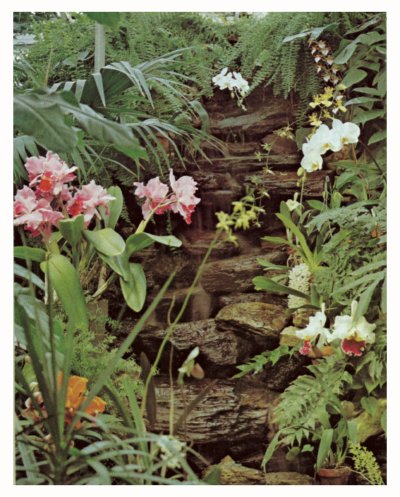 Локхарция Орстедия Орхидея