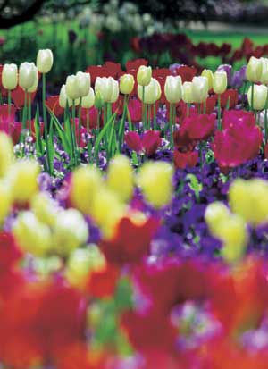 Оценка солнечного света в саду