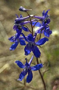 Larkspur, Ежегодный Дельфиниум: Профиль Ежегодного Цветка