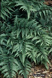 Окрашенный в японский папоротник: профиль тенистого растения