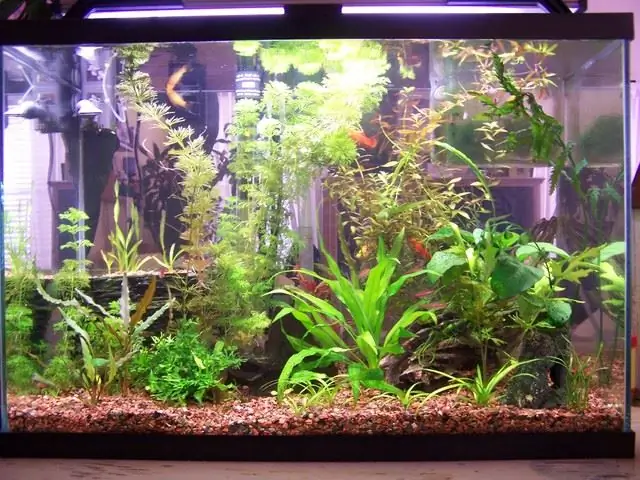 Ikea Aquascape по дешевке $ 12 Ikea Aquascape по дешевке $ 12