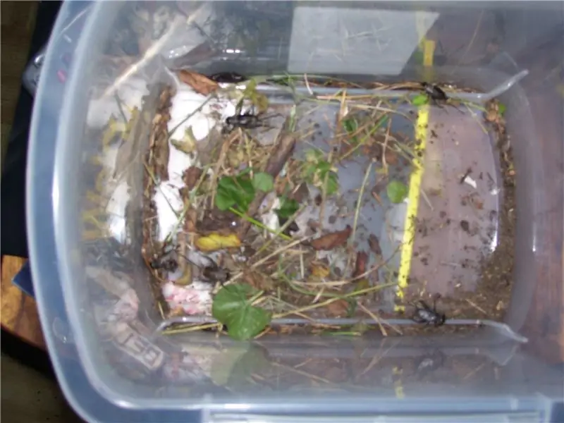 Поймай своих сверчков