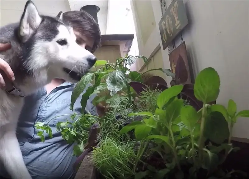 Пусть ваш собачий пир!