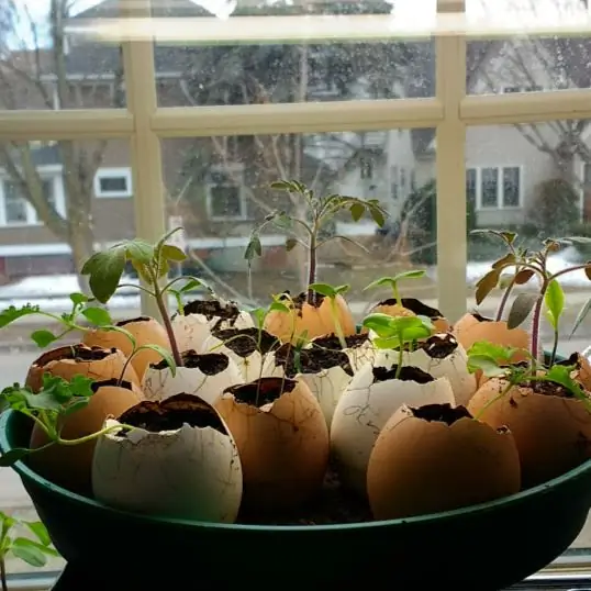 Как сделать яичные свечи