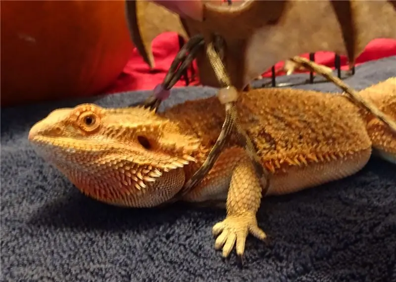 Надеваем крылья на дракона