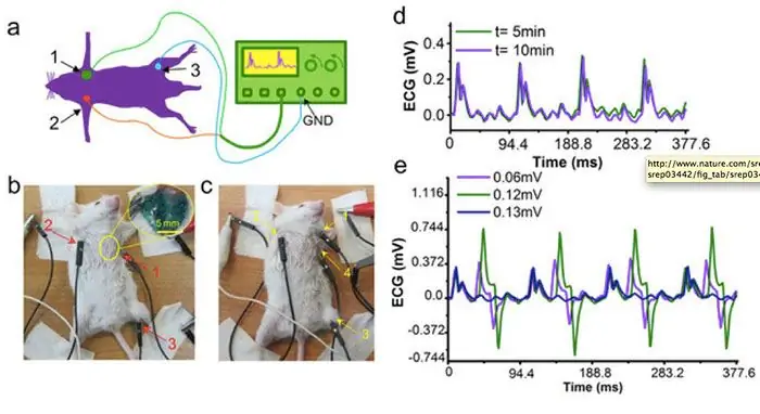 эксперименты in vivo эксперименты in vivo