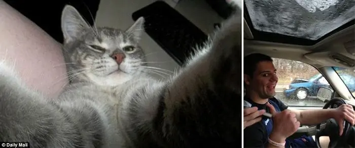кошка селфи