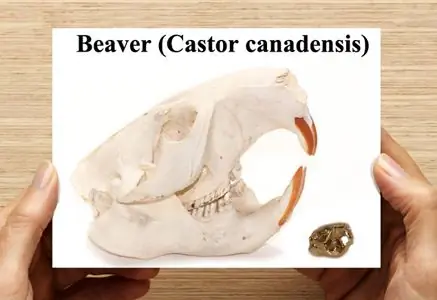 информационная карта Beaver 3D Printing информационная карта Beaver 3D Printing
