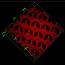 Напечатанное на 3D-принтере устройство, похожее на печень, фильтрует токсины