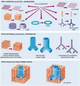 Дорожная карта для 3D-биопечати Дорожная карта для 3D-биопечати