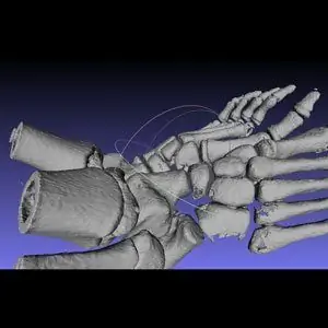 Модели частей человеческого тела 3DP на заказ