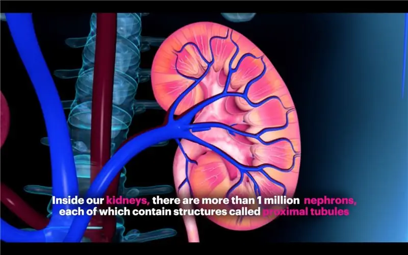 Маленькие шаги, большие результаты - 3D-биопечать почек в Гарварде