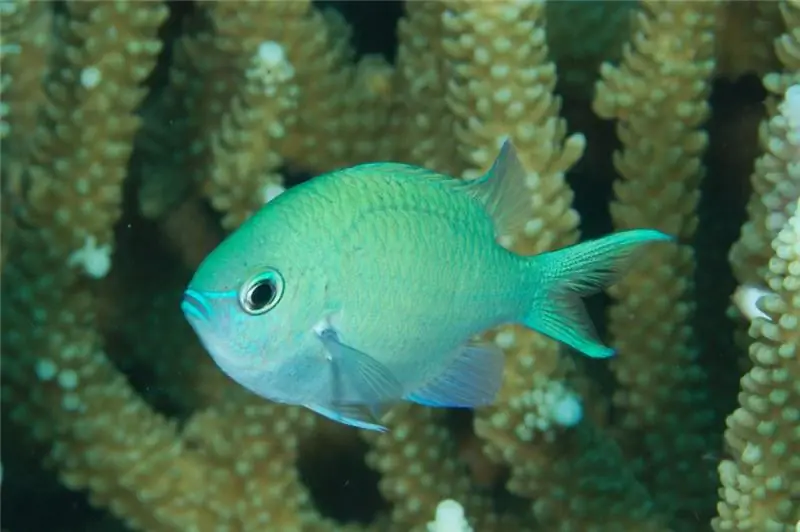 Chromis viridis, яблочно-зелено-голубой переливающийся вид ласточек, который Рул и Диксон использовали в исследовании расселения кораллов с помощью 3D-печати.