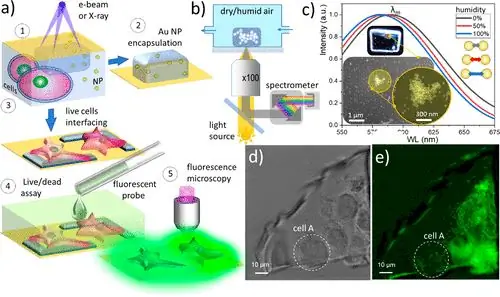 Команда NIST в конечном итоге использовала свою технику для создания микроскопических структур, взаимодействующих с клетками (на фото).