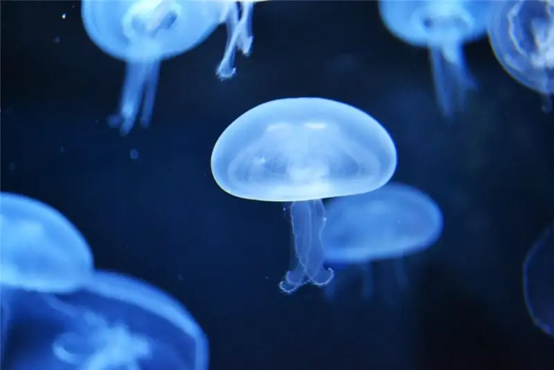 Группа лунных медуз.