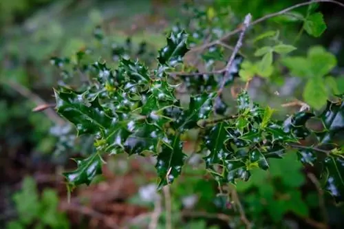 Viltrox AF13 Больше макросов