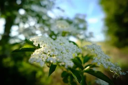 Viltrox AF13 Больше макросов