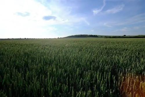 Вспышка объектива Viltrox 13 мм