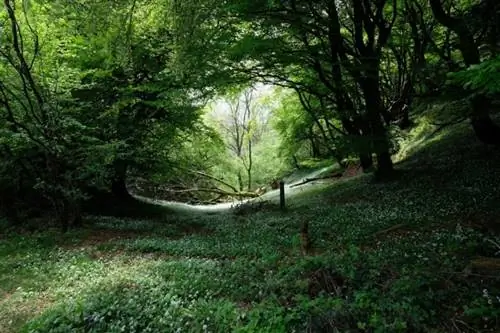 Вилтрокс AF13 Луг