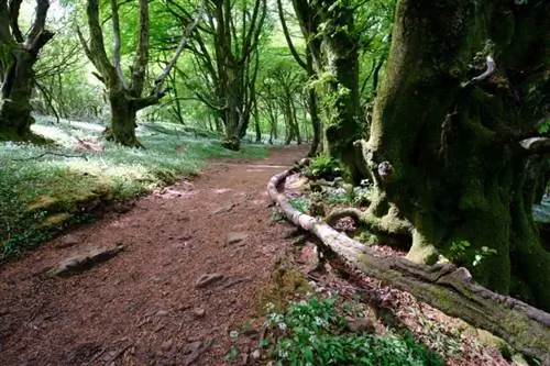 Viltrox AF13 с широким углом обзора