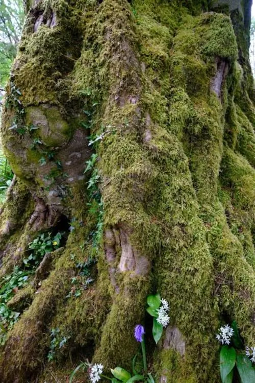 Viltrox AF13 Больше макросов