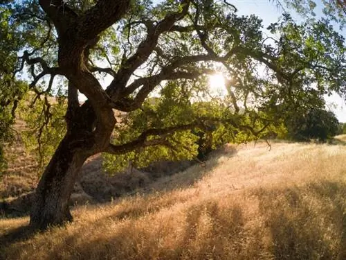 Фотография в формате RAW, снятая с помощью объектива Boost и отредактированная.