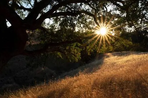 Образец фотографии Sigma 16-28mm f/2.8 DG DN Contemporary.