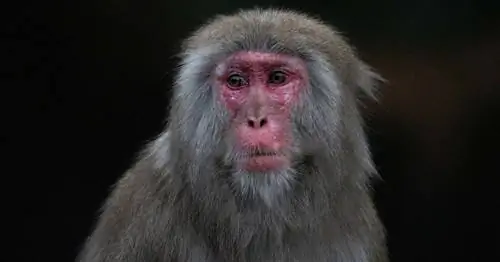 СуперОбезьяна