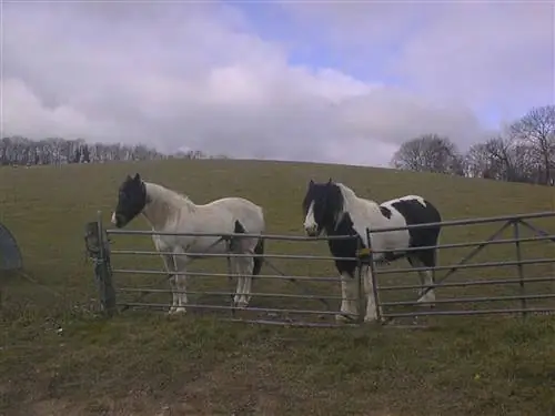 Ретро-обзор Camera Labs - Olympus C-800L