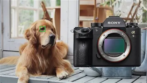 Прошивка 6.0 для Sony a9 добавляет автофокусировку по глазам животных, интервальный таймер и многое другое