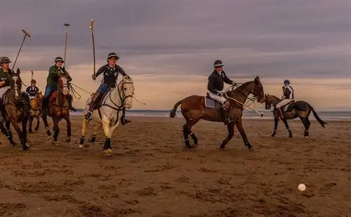 ce2599_7a84823364144beeab4281d08100f699