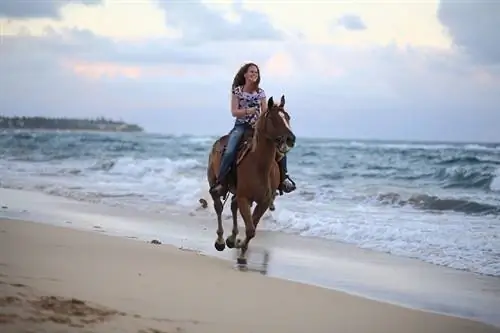 sha_horse_beach