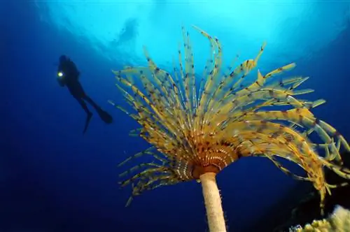 Какая часть океана исследована? Удивительно мало