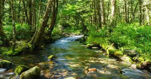 Синрин-Йоку: японская практика купания в лесу