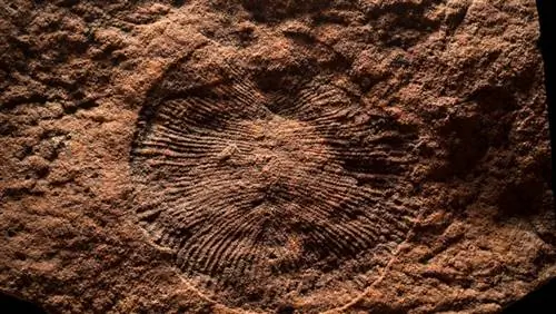 Самая старая еда в мире раскрывает подробности о нашем предке, которому 575 миллионов лет